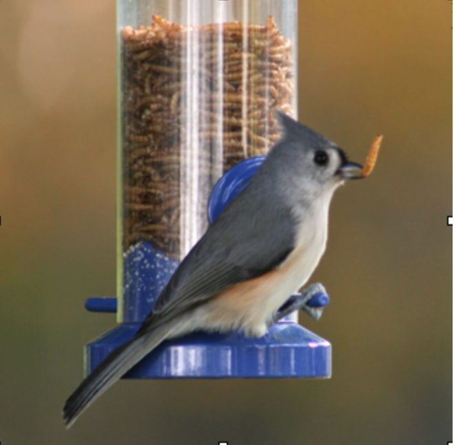 Titmice do eat meal worms. Titmice do eat meal worms.